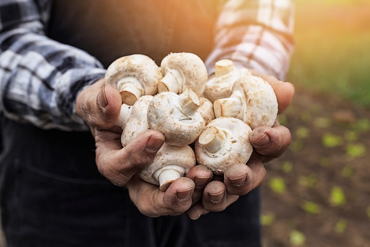 Conheça a produção de semente de cogumelo 