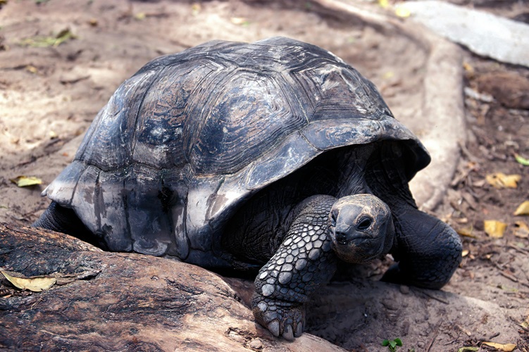 Seychelles