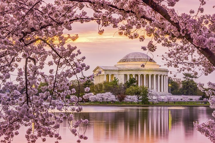 Cerejeiras em Washington