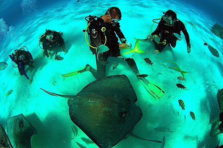 Saiba como é nadar com arraias em Stingray City, nas Ilhas Cayman