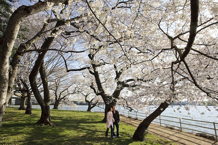 Cerejeiras em Washington