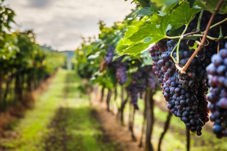 5 regiões vinícolas que combinam vinhos e trilhas